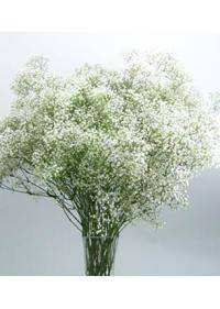 Baby's Breath (Gypsophila)