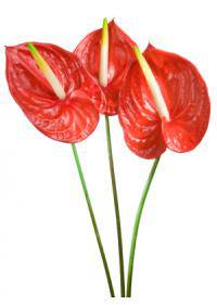 Anthurium (Araceae)